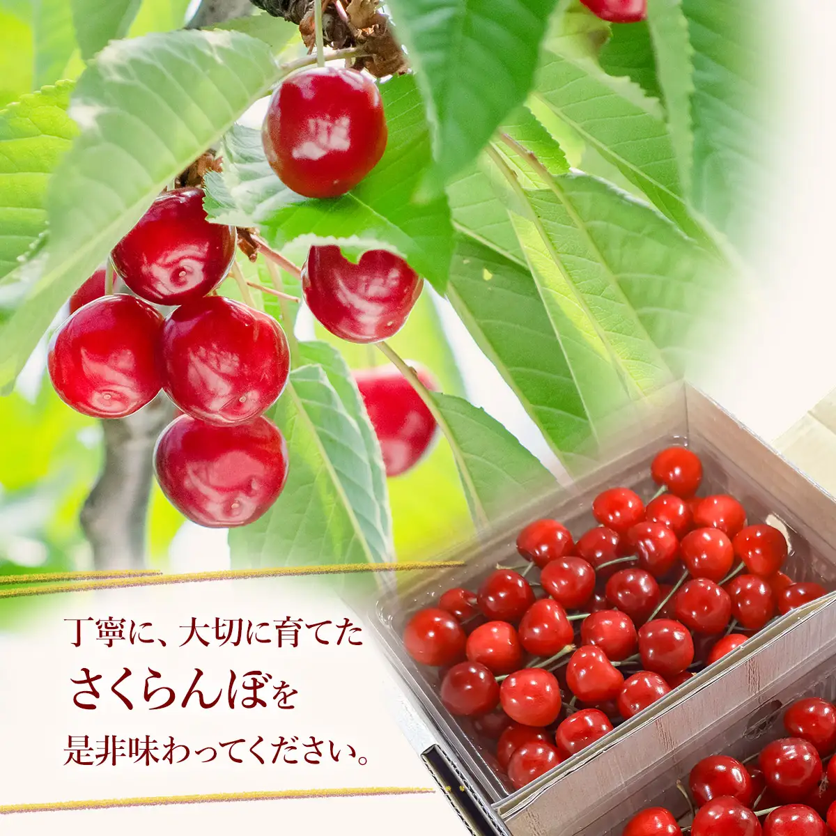 令和9年産 さくらんぼ 佐藤錦 Lサイズ以上 バラ1kg(500g×2) K-966 山形県鶴岡産 利右衛門ファーム