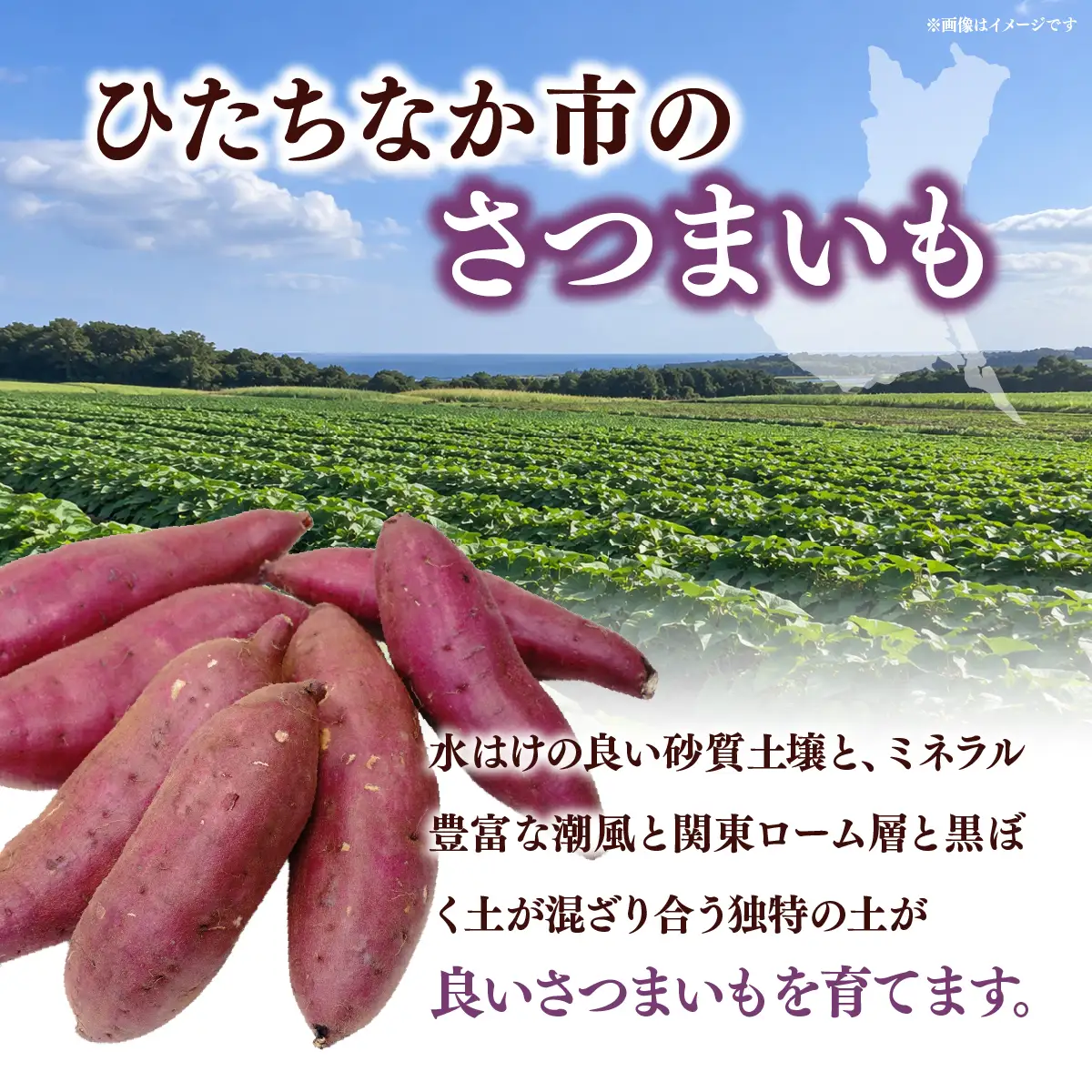 紅はるか【訳あり】長期熟成のさつまいも 10kg 扇屋商店｜紅はるか 国産 サツマイモ
