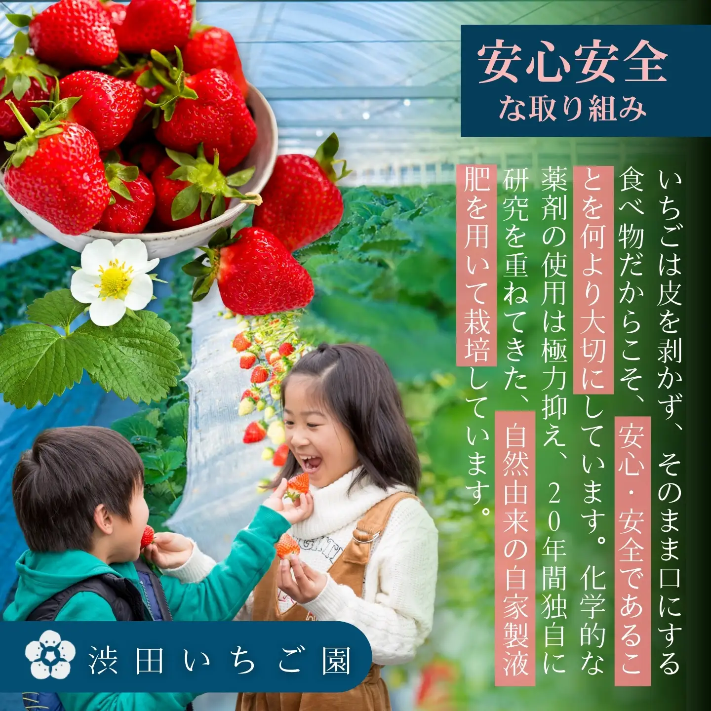 【先行受付！2027年1月から発送開始】佐賀県産いちご　美白いちご&こころの色　白いちごセット：B190-058