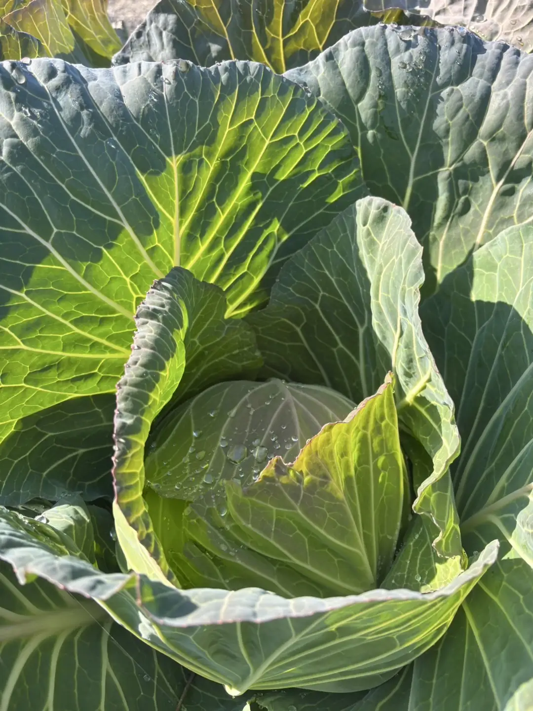 無農薬 無化学肥料 無除草剤 冬のお野菜セット（旬の有機野菜5～10種類前後）_Z2600058