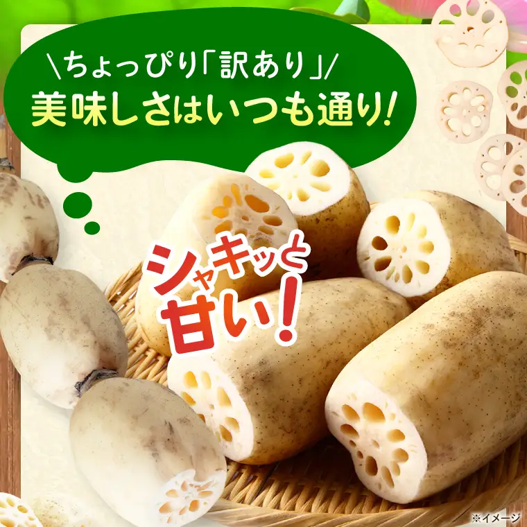 訳あり れんこん 2kg 蓮根 レンコン 野菜 エコ栽培 国産 茨城県産 茨城県 阿見町 新鮮 農家直送 産地直送 （89-03）