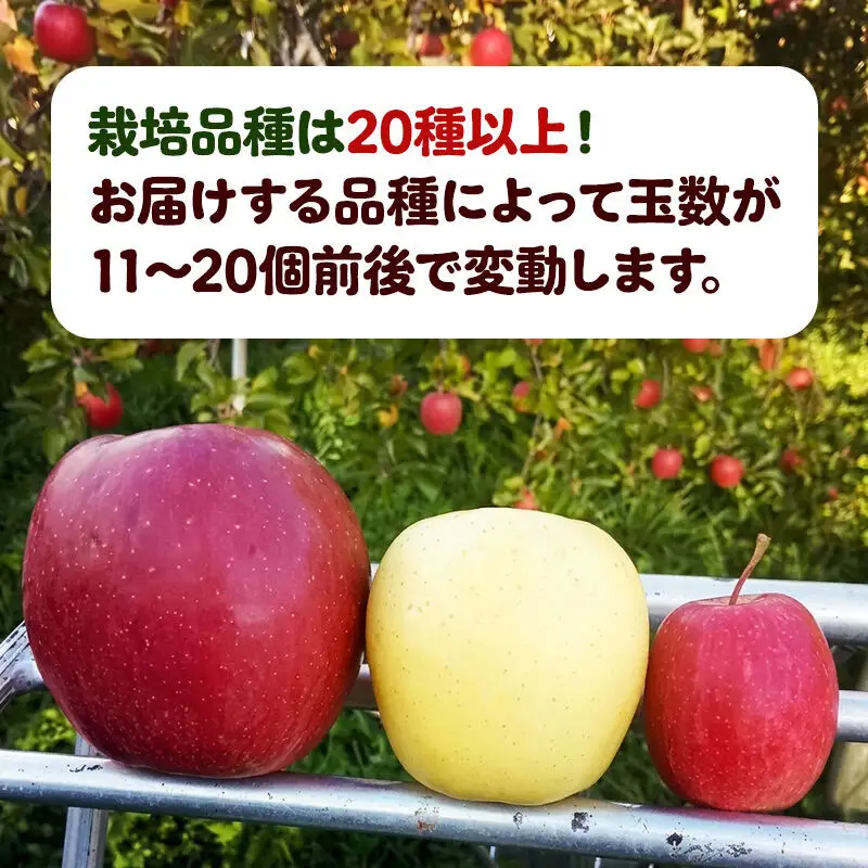 りんご 5kg 園主おまかせ 果樹園マンサーナ