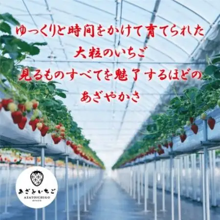 【2027年1月から順次出荷】あざといちご　8～15粒×4パック　ロックファーム京都【配送不可地域：離島・北海道・沖縄県】【1786957】