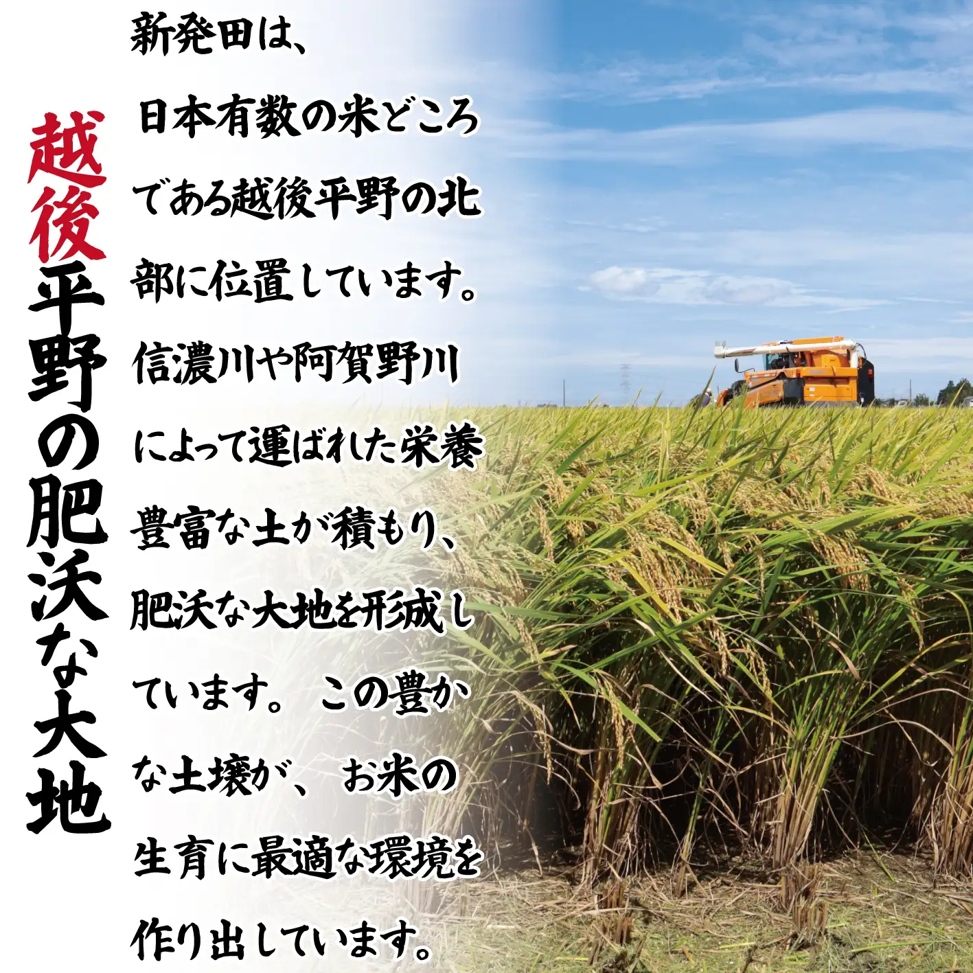 【令和8年産定期便】 3ヶ月 定期便 コシヒカリ  無洗米 5kg 3ヵ月 15kg 令和8年産 甘うま越後の こしひかり 米 お米 こめ 新潟米 新潟県産 新潟産 新潟 新潟県 新発田産 新発田 新発田市 斗伸 toushin076_01