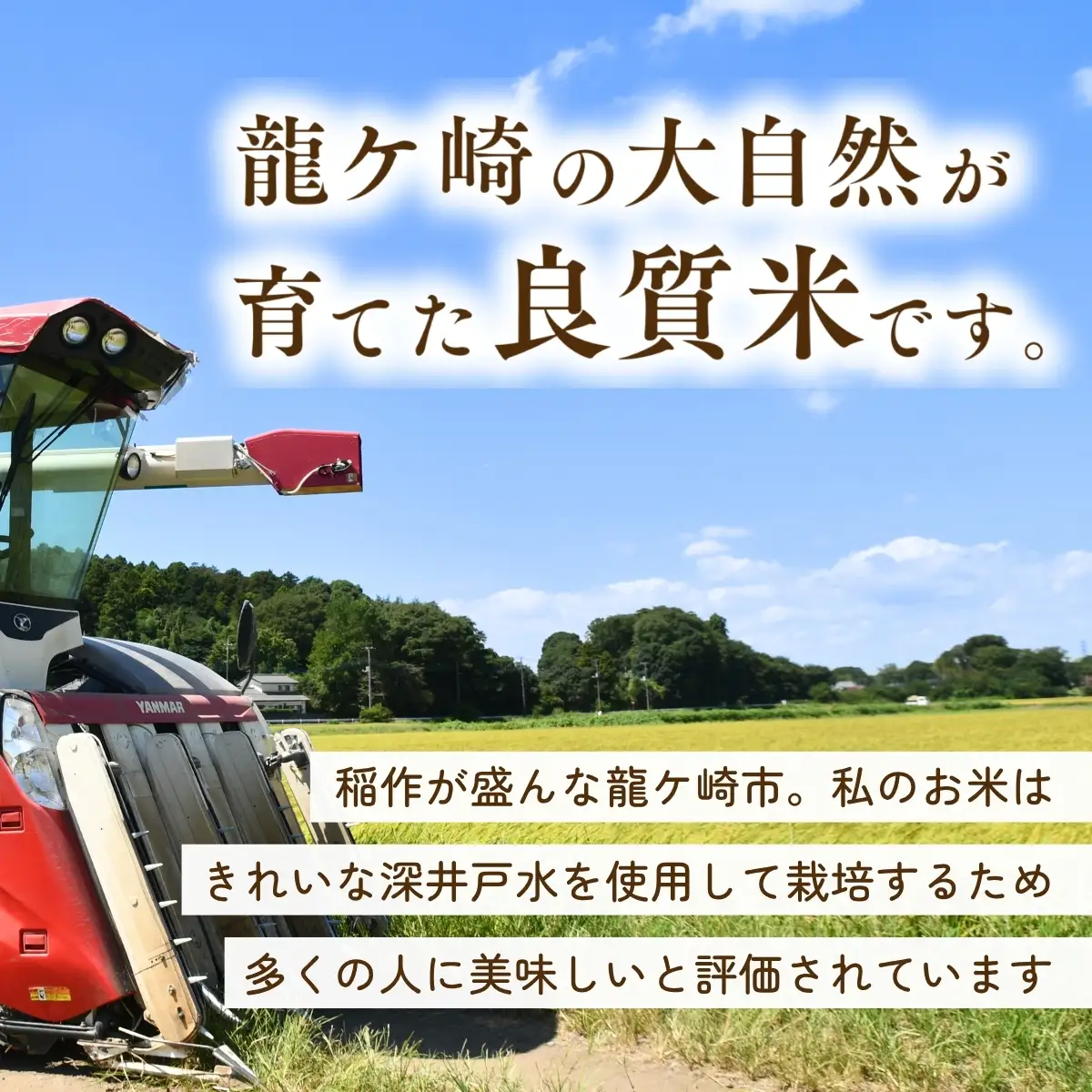 【6回定期便】新米 コシヒカリ 精米 10kg 令和8年度 農家直送 | 定期便 6回 お米 米 玄米 コシヒカリ  茨城県 龍ケ崎市