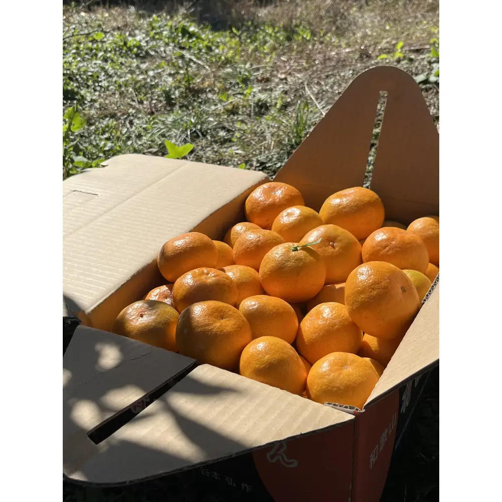 有田みかん LL 15kg 贈答用 乳酸菌栽培