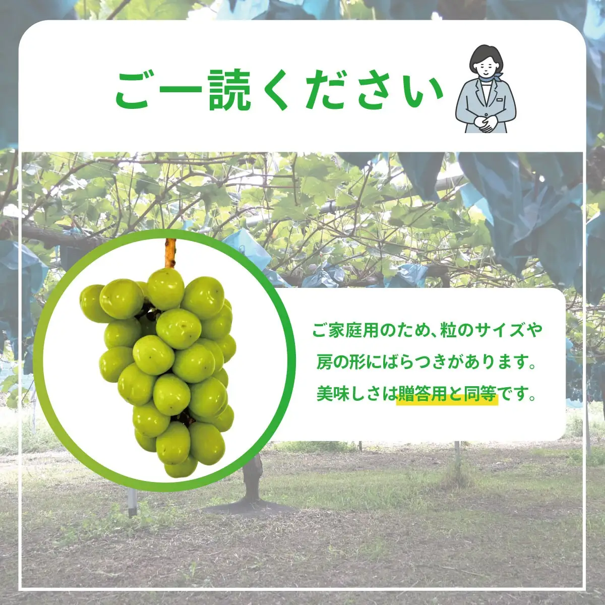 【2026年発送】ぶどう シャインマスカット 2kg 訳あり 家庭用 岡山