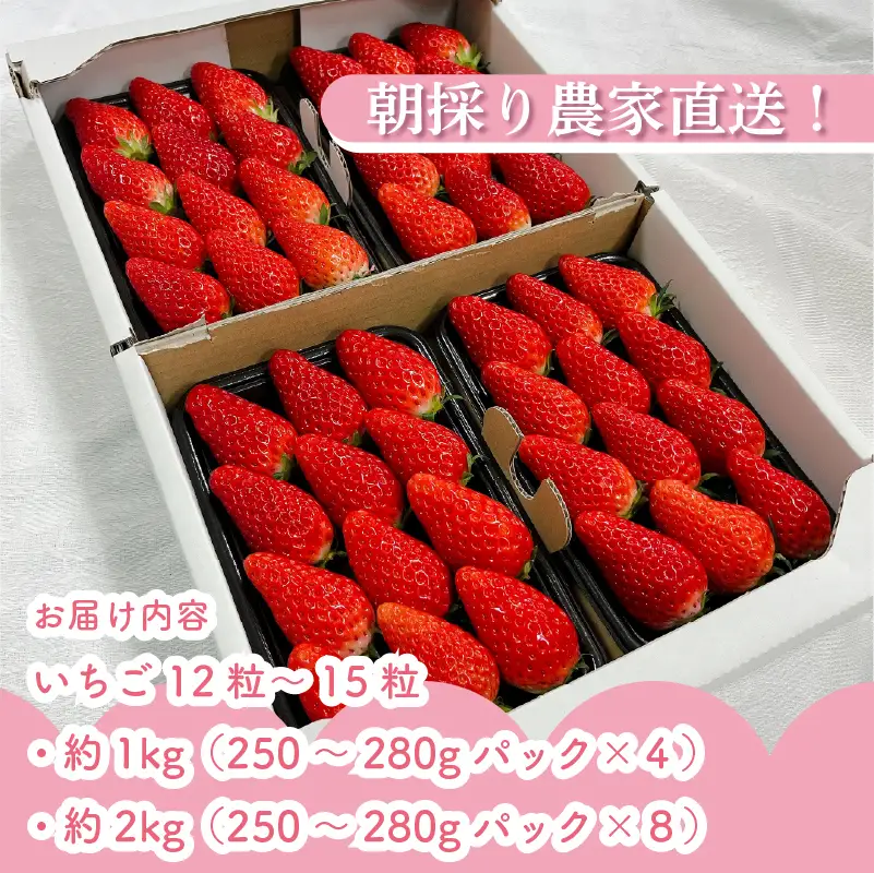 【 指定日可 】【 3月 限定 】 いちご 1kg 章姫 静岡県 牧之原市 藤田農園