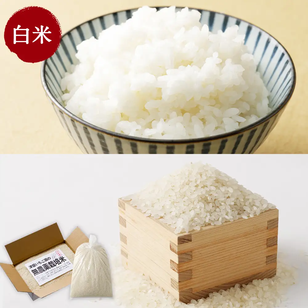 津留いちご園のお米 白米 農薬 ・ 化学肥料不使用 ( 栽培期間中 ) 10kg 米 ご飯 白飯 おにぎり 和食 国産 福岡県産 【 2026年11月上旬-2027年10月下旬発送予定 】