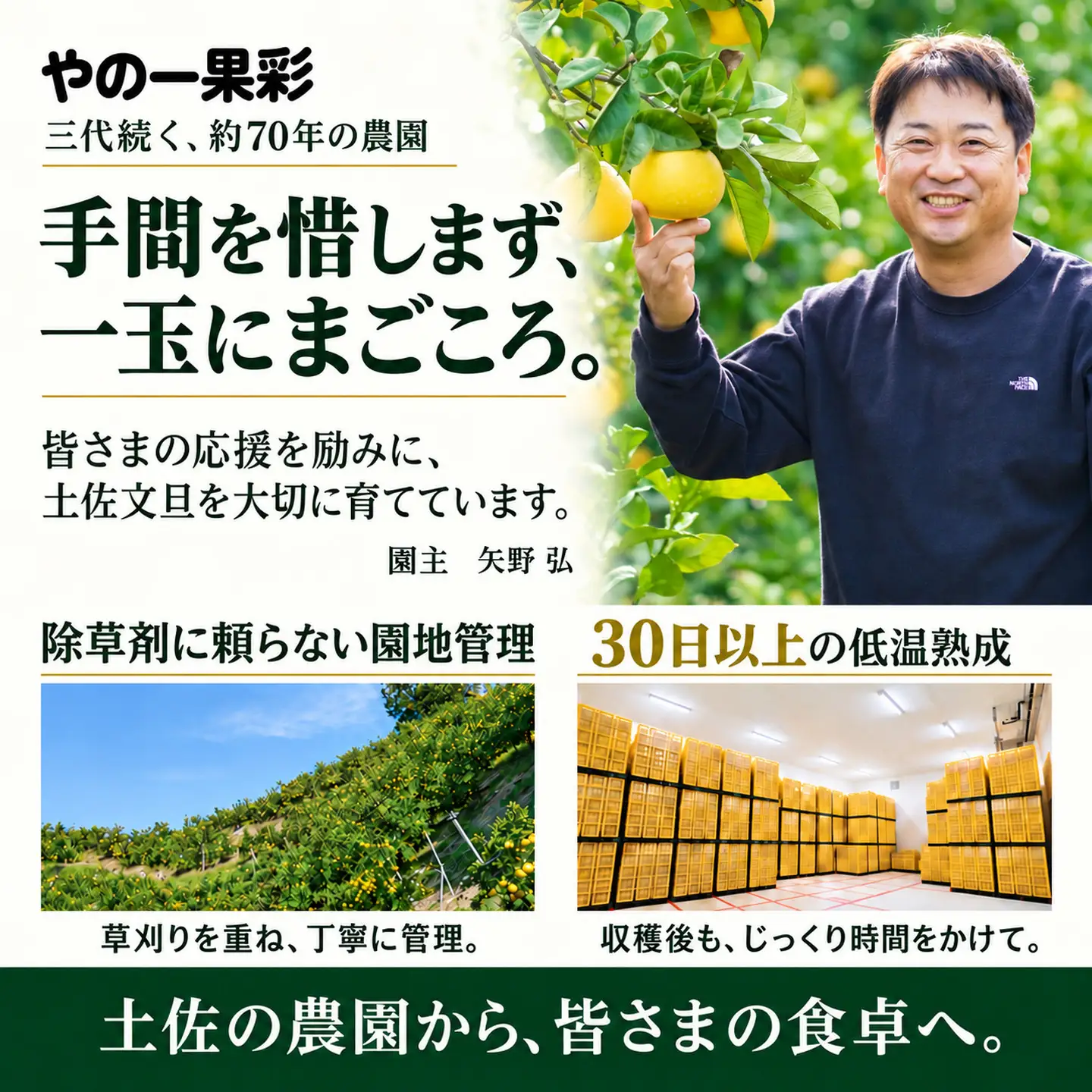 土佐文旦 訳あり 7kg 家庭用 サイズおまかせ M-4L 先行予約 文旦[BQAC045]