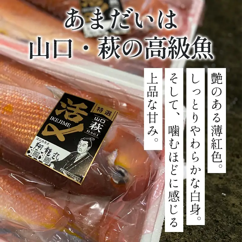 「萩のあまだい」２～４尾（１尾１kg～800g・大サイズ）内臓・エラ処理済（ウロコ付）