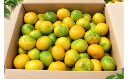 香川県産 早生みかん 約3kg　L-S　約24-36個_Z2600555