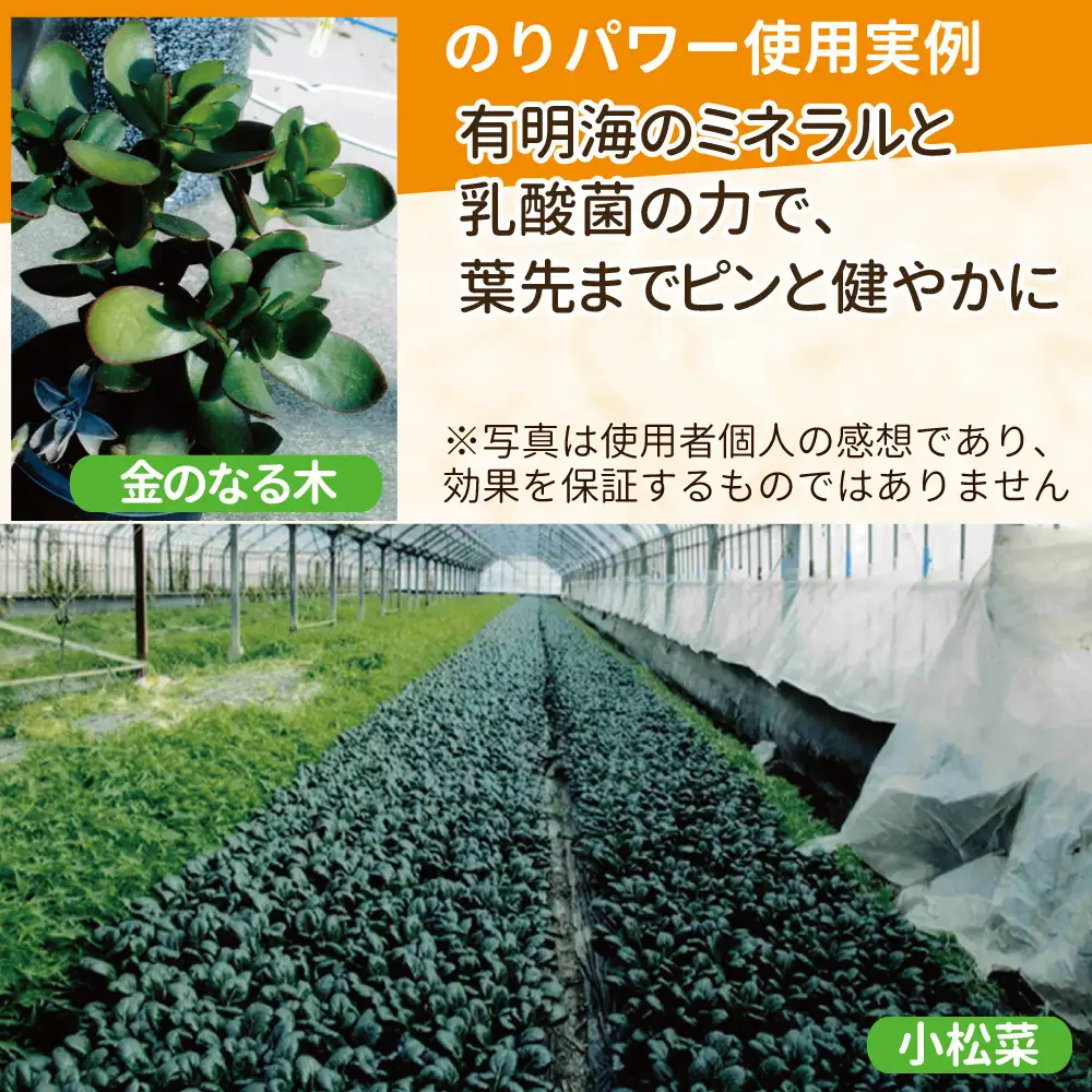 液体肥料　のりパワー500ml