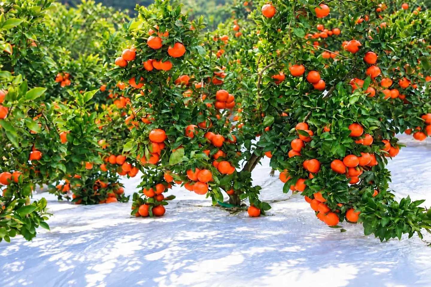 香川県産 小原紅早生みかん 大玉　約4㎏　3L-2L　約20-35個_Z2600567