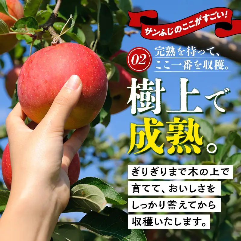 【1月発送】青森県 南部町産 濃厚りんご サンふじ 約10kg 【アグリーデザイン】 F21U-727