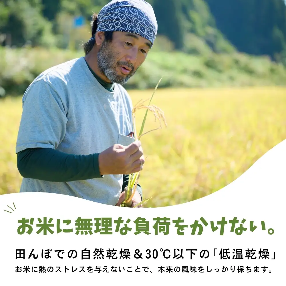 【栽培期間中農薬・肥料不使用】令和8年産 大岩川の自然栽培米「亀の尾」（白米）3kg 新米 3キロ かめのお コシヒカリの祖先 白米 精米 寿司飯 お弁当 自然栽培 自然栽培米 農薬不使用 肥料不使用 除草剤不使用 富山県産 富山県 上市町 剱岳 湧水 大岩川 寿司米 国産 少量 お試し 自家採種 有吉自然農場 産地直送 贈り物 ギフト 和食 人気 おすすめ ごはん 米 お米 こめ おこめ コメ