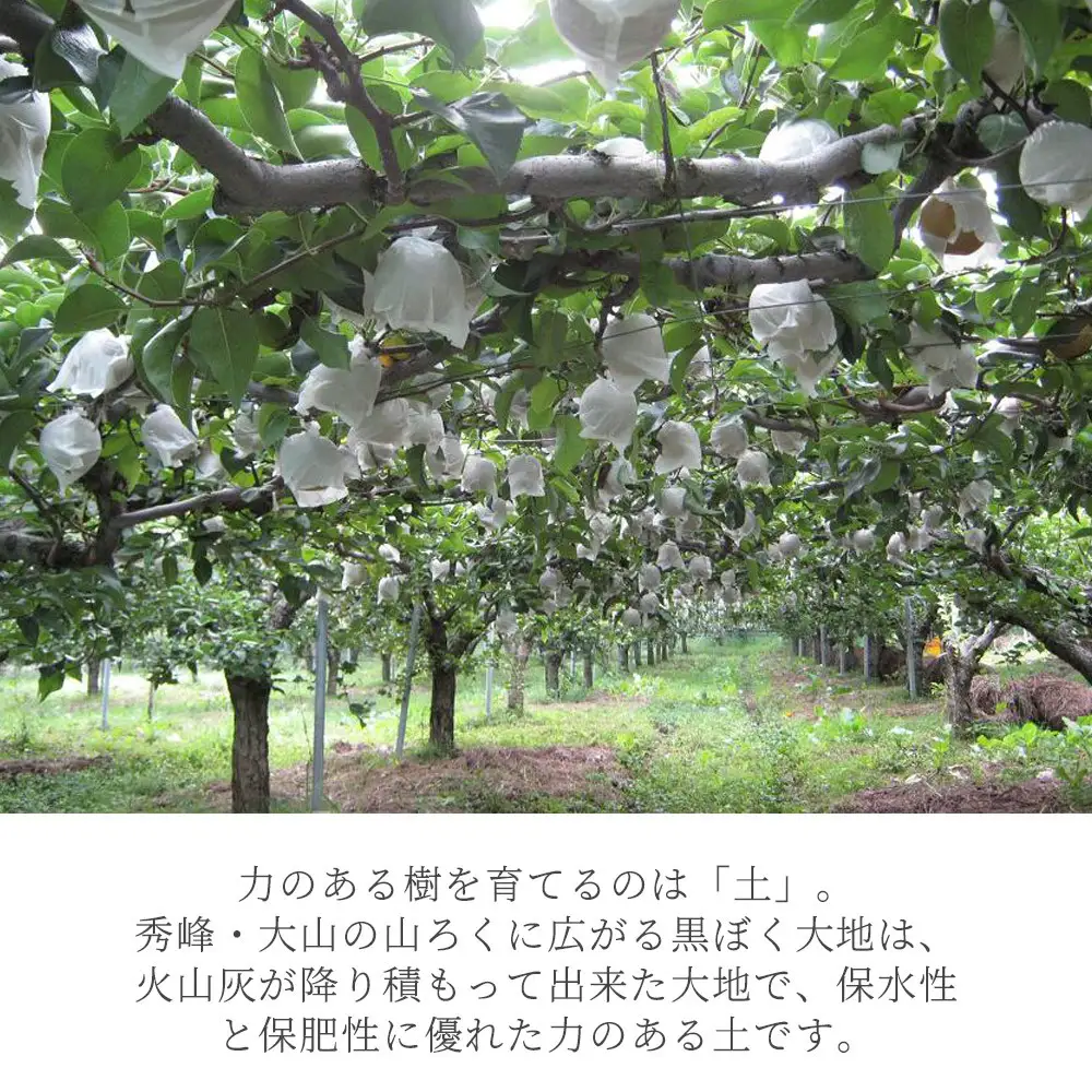 訳あり王秋梨（10kg前後）【鳥取県 境港市】