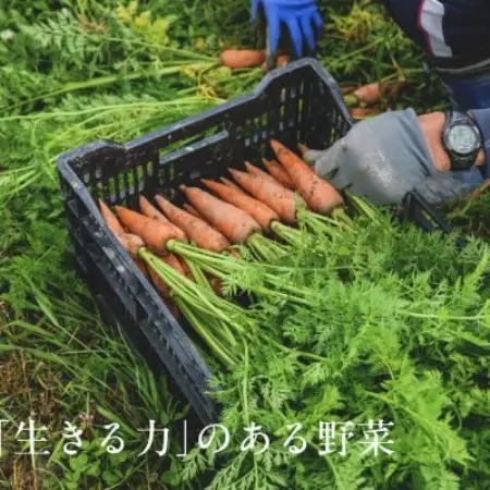 オーガニックビレッジ掛川、有機農業の会セレクト(5) 「フードロス対応増量 有機野菜シェフセット」【配送不可地域：離島・北海道・沖縄県・四国・九州】【1758993】