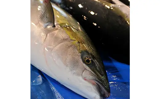 北海道産 ブリ ロイン 700～800g 背身・腹身セット 食べ比べ 鰤 ぶり 海鮮 魚介 mr1-1550
