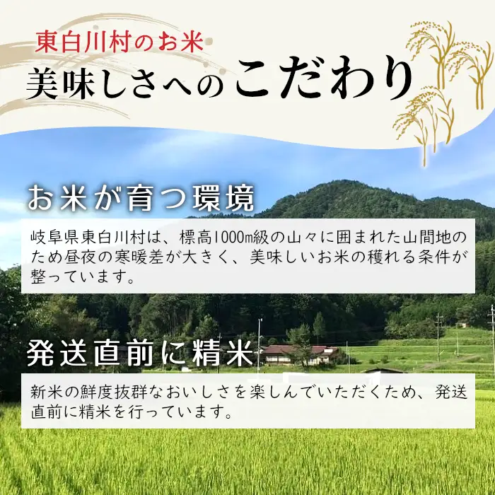 【令和8年産】新米 ミルキークイーン 約5kg 米 お米 白米 精米 ブランド米 東白川村産 田代ライス