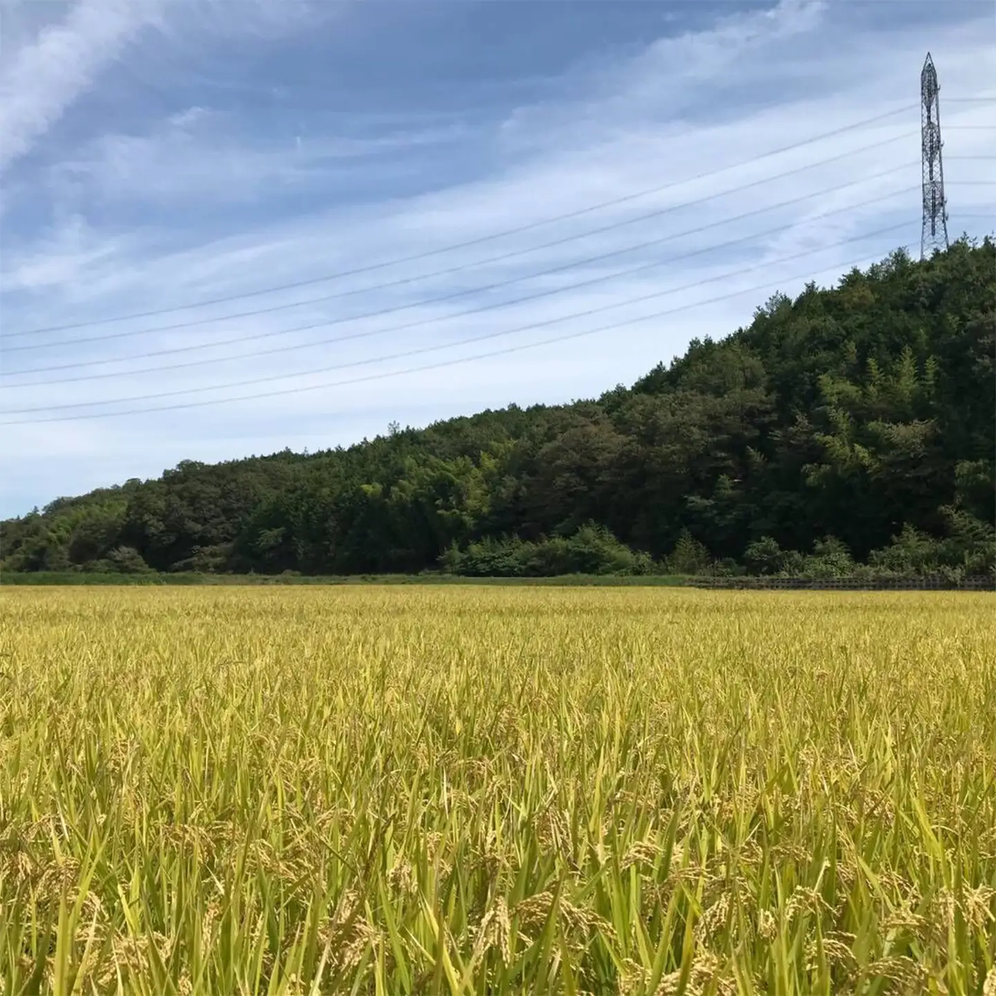 新米 令和8年産 【先行予約】 瀬戸内 自然栽培米 「朝日米」白米 10kg 定期便 12ヵ月（隔月配送） 無農薬 無肥料 米 自然栽培 こめ 岡山県 瀬戸内市 さしすせそ Wacca Farm