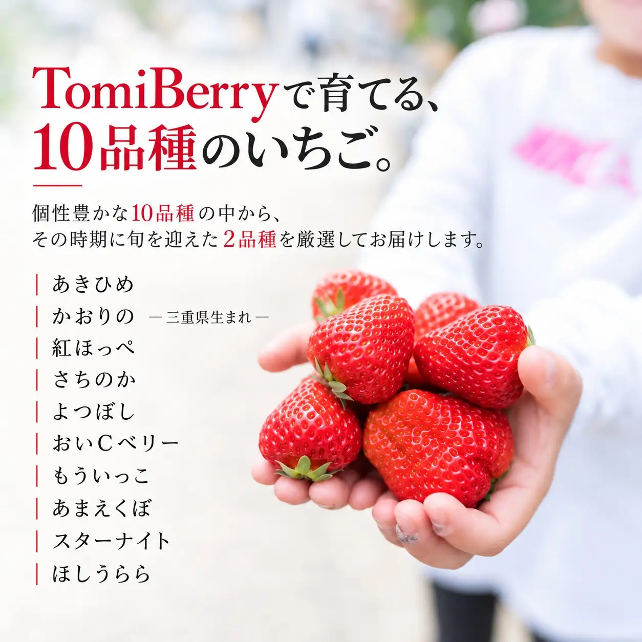 【朝摘み完熟】TomiBerryの旬いちご 2パック｜10品種から旬のいちごをお届け（2027年1月上旬から順次発送～5月発送予定）【tmbr0001】