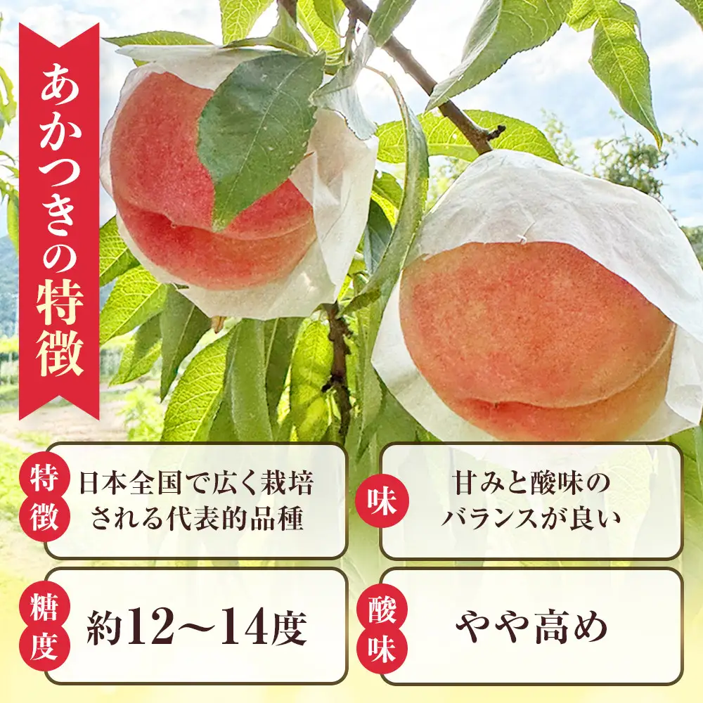 【2027年7月下旬～8月下旬発送　先行予約】長野市で祖父母と孫が作る長野市産朝取り桃！あかつき３キロ（８玉程度）｜ 桃 あかつき 朝採り 産地直送 人気 おすすめ フルーツ 果物 旬 新鮮 甘い ジューシー 長野県 長野市 信州 信濃 ふるさと納税