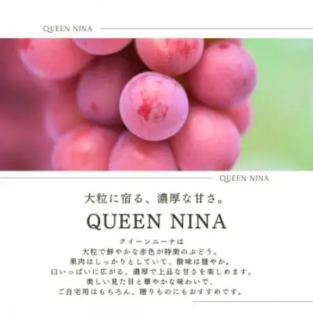 【2027年発送 先行受付】特選クイーンニーナ 3房～4房 約2kg【配送不可地域：離島】【2000610】