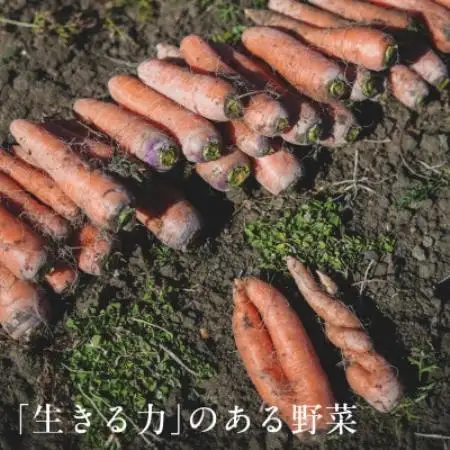 オーガニックビレッジ掛川、有機農業の会セレクト(8)有機農場から直送・有機野菜セット(Sセット)【配送不可地域：離島・北海道・沖縄県・四国・九州】【1789687】
