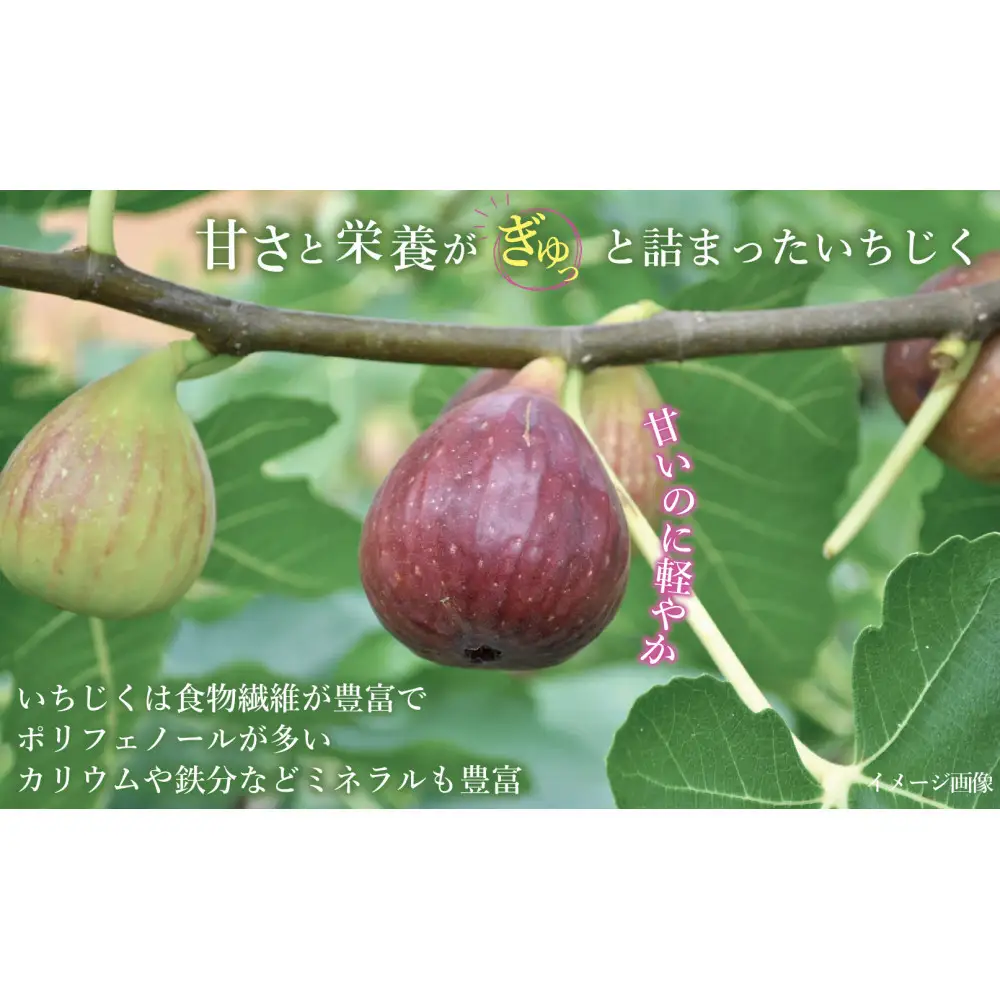 【定期便3回】【先行予約】【福岡限定ブランド】いちじく とよみつひめ 300g×4パック (約1.2kg)※2027年8月以降発送