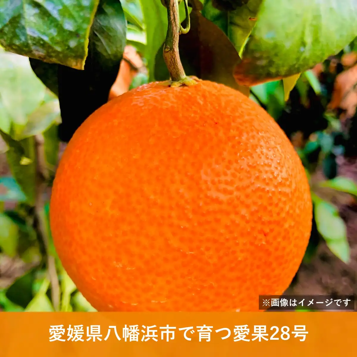 【先行受付】八幡浜産 愛果28号（紅まどんなと同品種）訳あり 家庭用 3kg【108-4】YWTBX004
