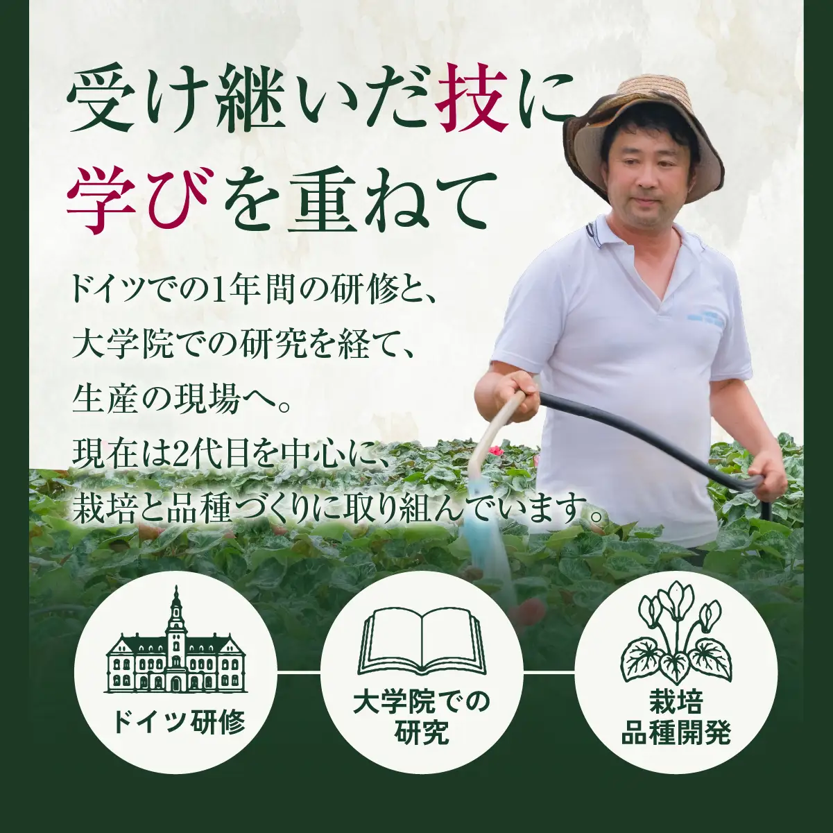 シクラメン ラビリンス 6寸（6号）鉢植え 花