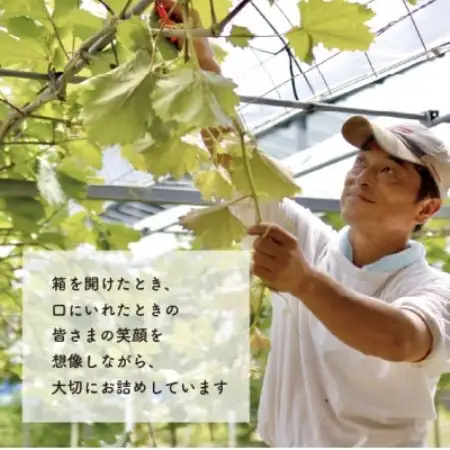 【2026年発送】訳あり品 瀬戸ジャイアンツ(丸ごとぱっくん) ご家庭用/約2kg (岡山県産)【配送不可地域：離島・北海道・沖縄県】【1678512】