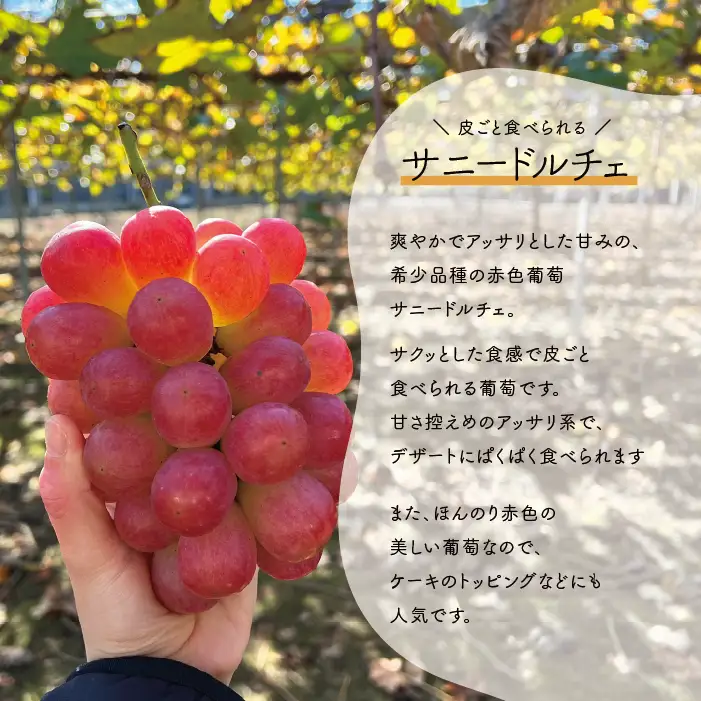 紫苑＆サニードルチェ 特大2房 計1.3kg～ (岡山県産) 【KF-B101-01】