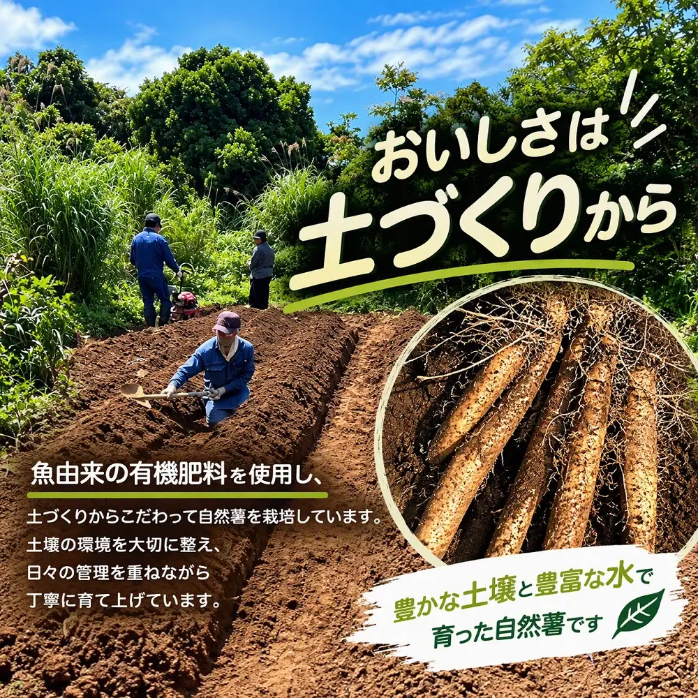 【相良パーティ】屋久島産自然薯600g【2026年12月下旬以降発送】