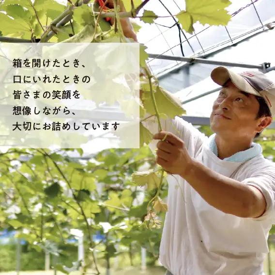 岡山県産 瀬戸ジャイアンツ 3-5房 約2kg～ 【KF-B047-01】