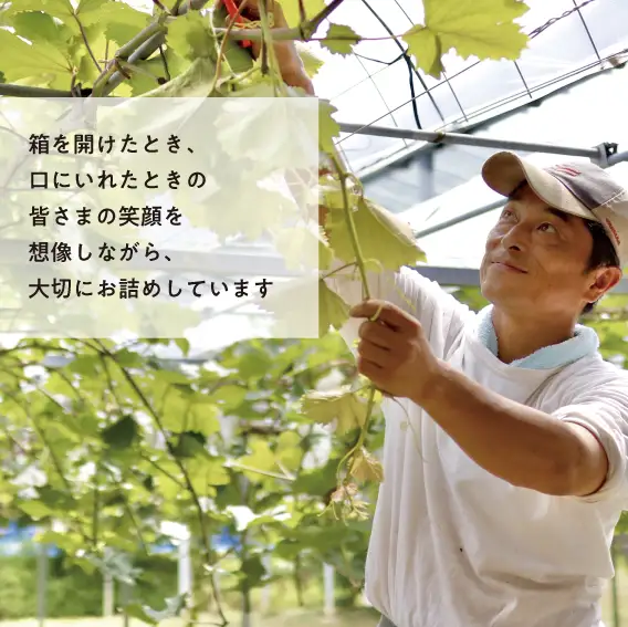 岡山県産 瀬戸ジャイアンツ 特選品 約2kg～ 【KF-B048-01】