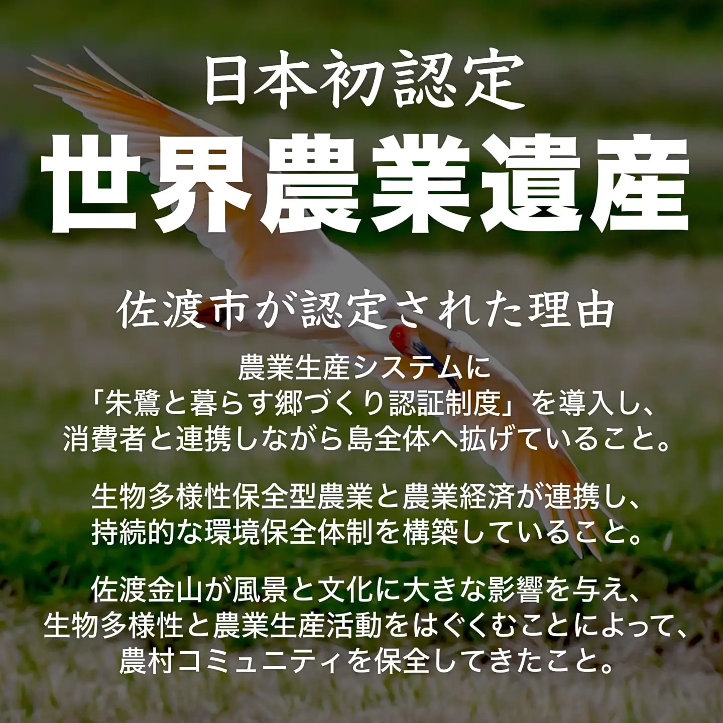 【6か月定期便】令和8年産 佐渡産 新之助 精米5kg