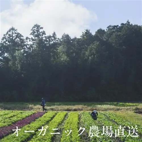 【毎月定期便】有機野菜(Lセット)6回便/有機JAS認証・有機農業の会・オーガニック掛川・全6回【配送不可地域：離島・北海道・沖縄県・四国・九州】【4094427】