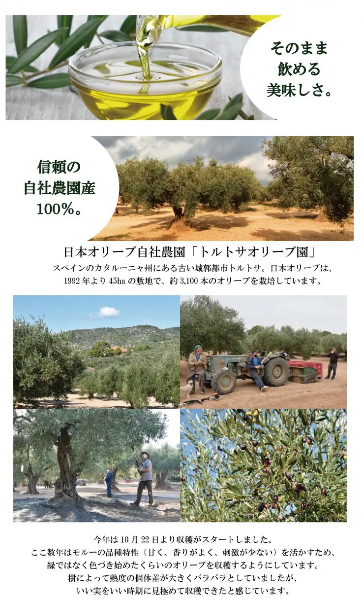 EXV.オリーブオイル　トルトサ1本入箱×4セット＆オリーブの苗木セット