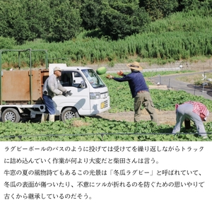 冬瓜 （ とうがん ）約10kg 冬瓜