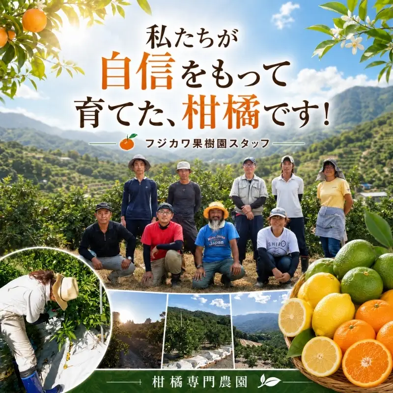 はるみ みかん 約3kg 柑橘 香川県産 国産 デコポン 清見 ポンカン 交配種 手で皮がむける フリーサイズ 無選別 フジカワ果樹園 果実 中晩柑 はるか 日向夏 甘い セミノール オレンジ おすそ分け ギフト 贈り物 手土産 贈答用 フルーツ 香川県 観音寺市