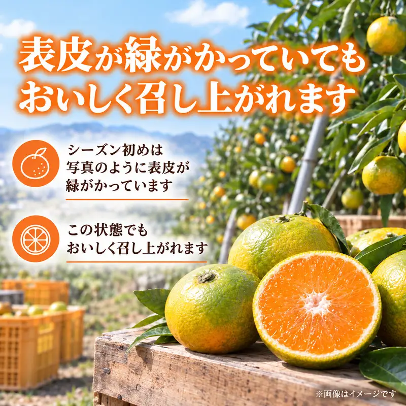 スイートスプリング 約10kg 果物類 みかん 柑橘類 フルーツ