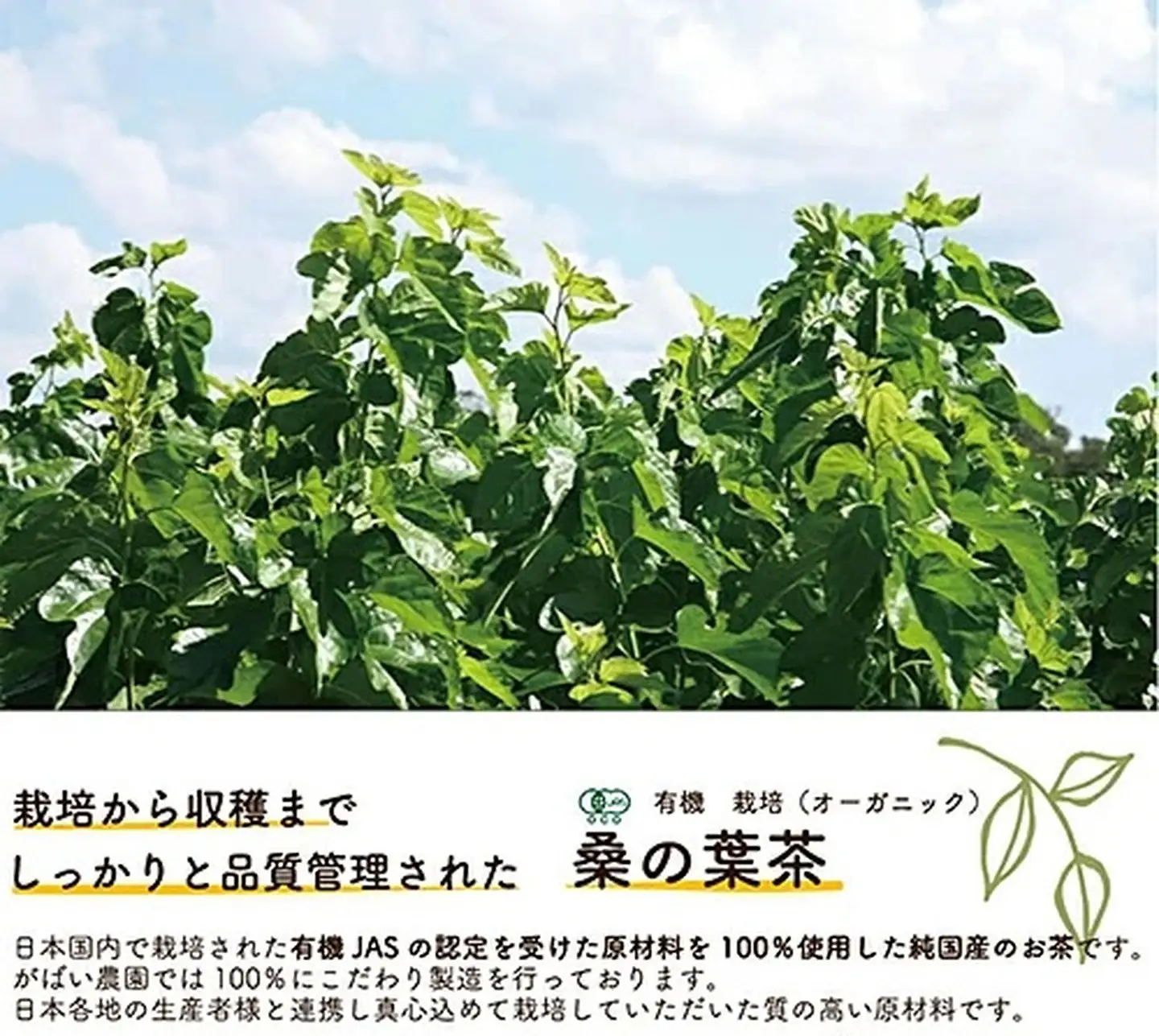 有機栽培 桑の葉茶（3個セット）：B210-003
