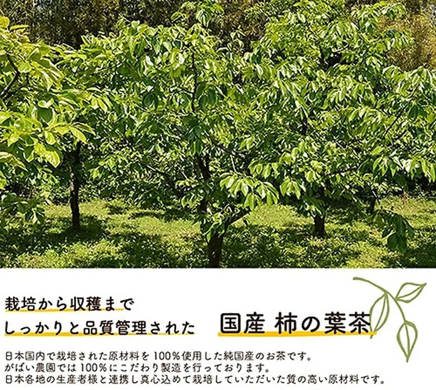 国産 柿の葉茶（3個セット）：B180-011