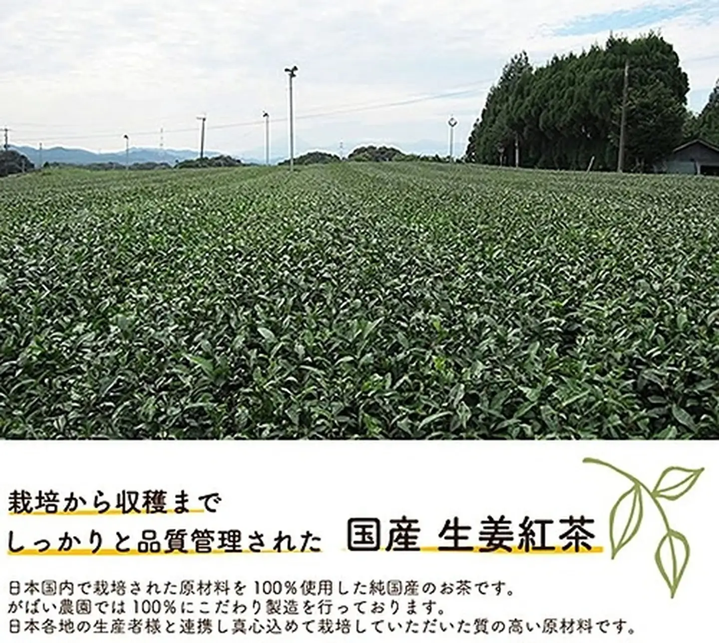 国産 生姜紅茶（3個セット）：B180-008
