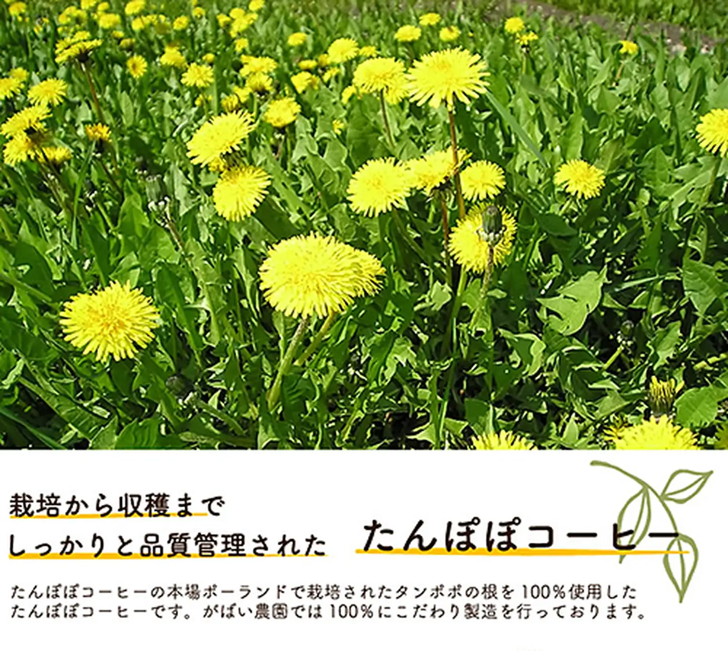 たんぽぽコーヒー（3個セット）：B200-006