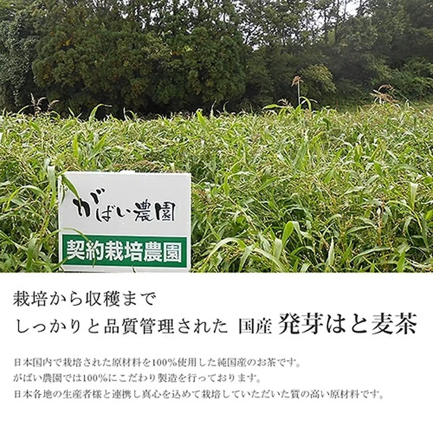 国産 発芽はと麦茶（3個セット）：B180-007