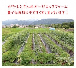 京都府・亀岡産 無農薬・自然栽培で育てた体も心も喜ぶ、かたもとオーガニックファームの季節のお野菜セット　10～20品目