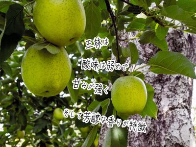 りんご サンふじ 王林 食べ比べ 青森県産 りんご【約5kg 12〜18玉】